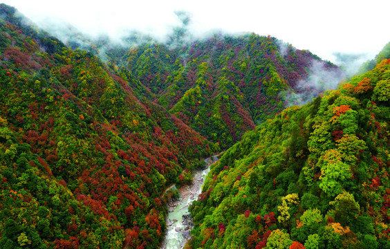 光雾山红叶