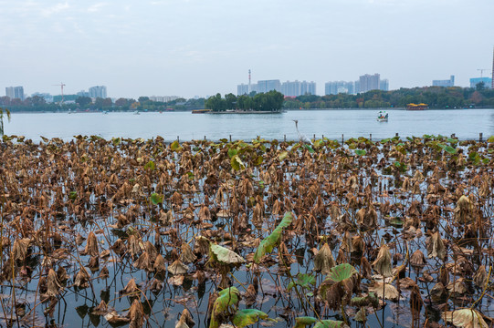 航拍济南大明湖秋色