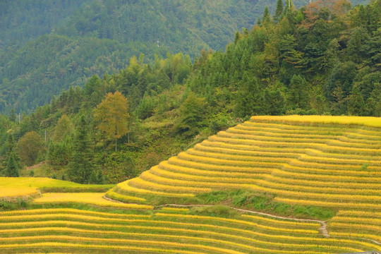 金黄的山村稻田