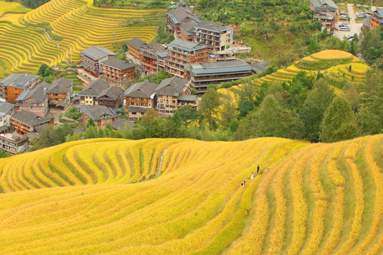 金黄的山村稻田