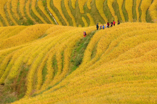 金黄的山村稻田