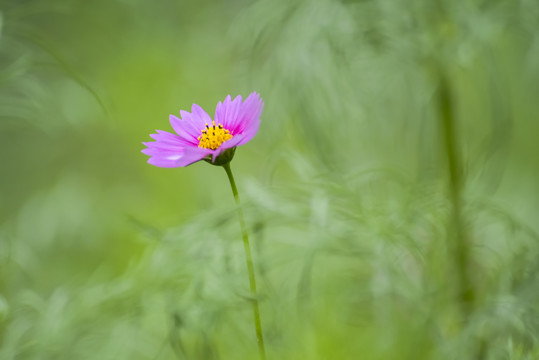 格桑花