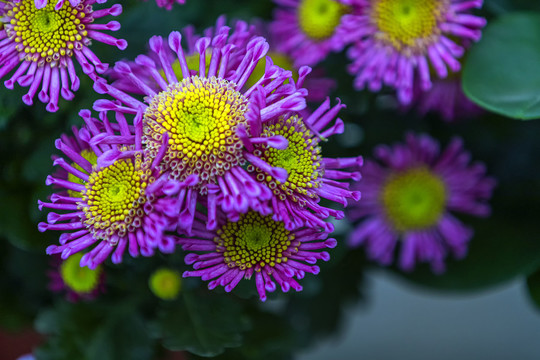 唯美紫色菊花