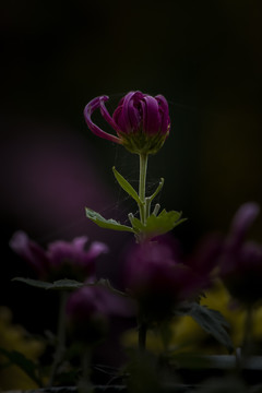 菊花
