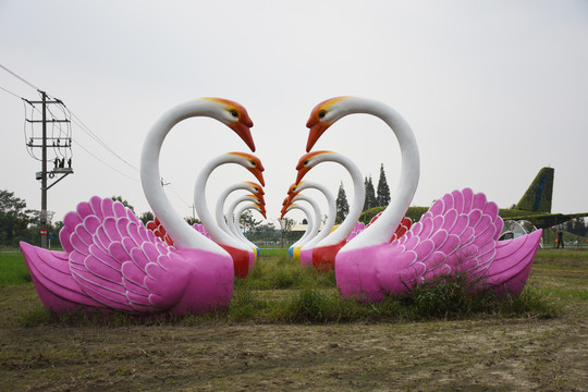 网红天鹅拍照景点