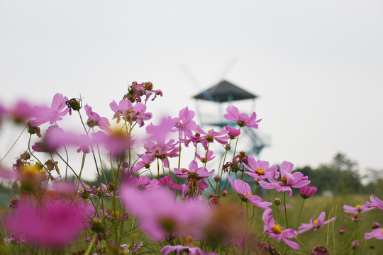 格桑花