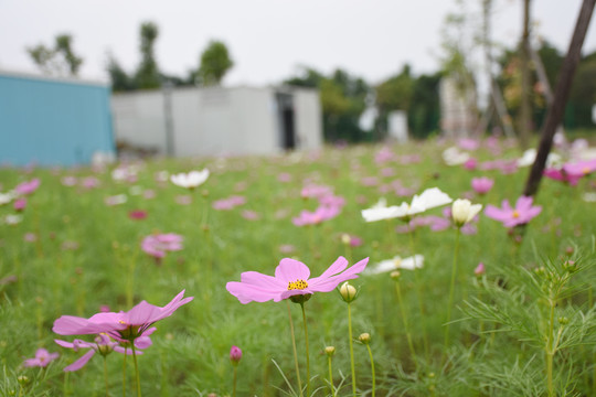 格桑花