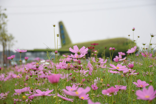 格桑花