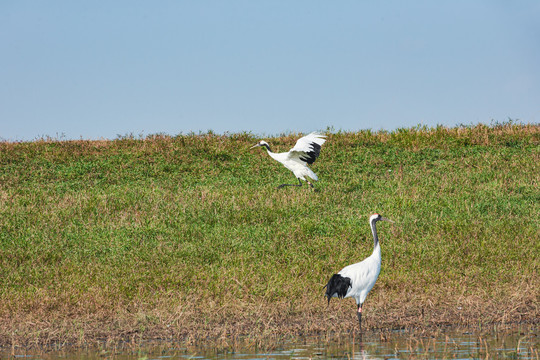 湿地草坪丹顶鹤