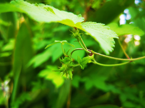 牵牛花蒂