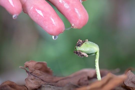 手在给枯叶里长出的嫩芽浇水