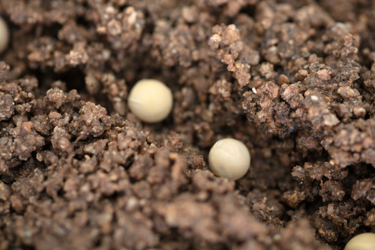 春季播撒在土壤里的黄豆种子
