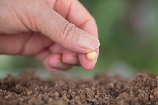 手拿一粒黄豆种在土壤里特写