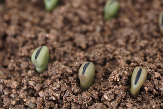 春天播种在土壤里的蚕豆
