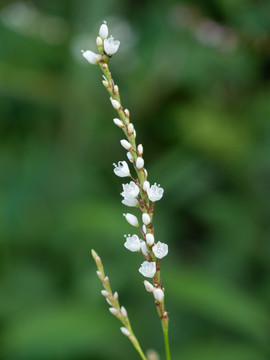 蓼科植物蚕茧草