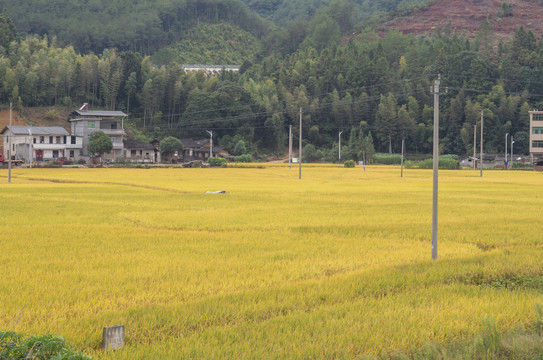 稻田风光