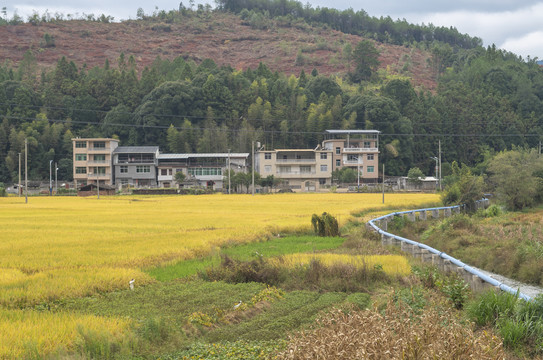 田园水稻