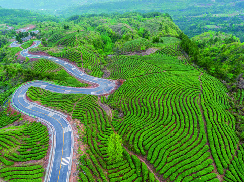 光雾山云顶茶乡