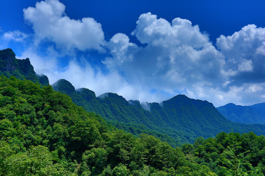 光雾山景区之云顶茶乡