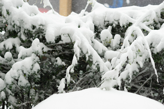 初雪
