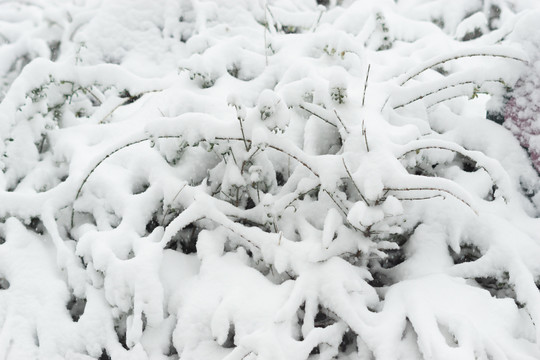 初雪