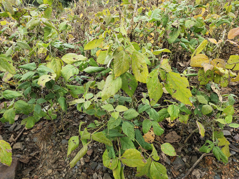 黄豆种植