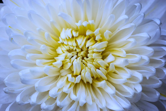 微距白色菊花