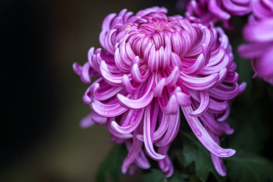 唯美紫色菊花