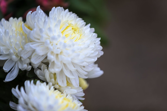 唯美白色菊花