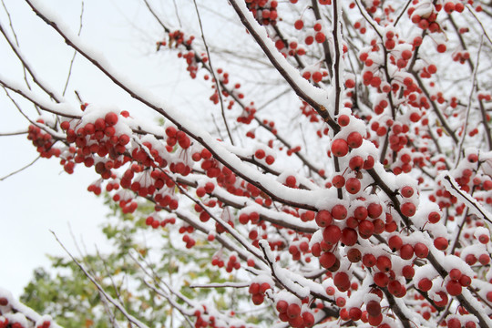 冬天雪景红色果实