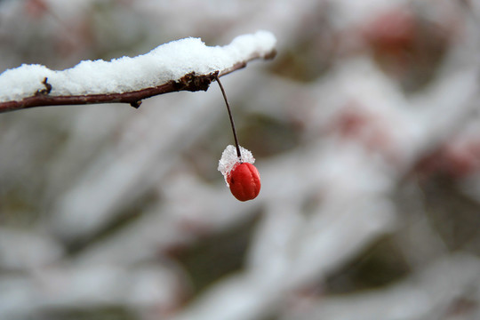 冬天雪景冰雪红果