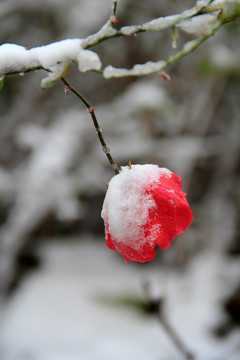 冬季初雪雪压红花
