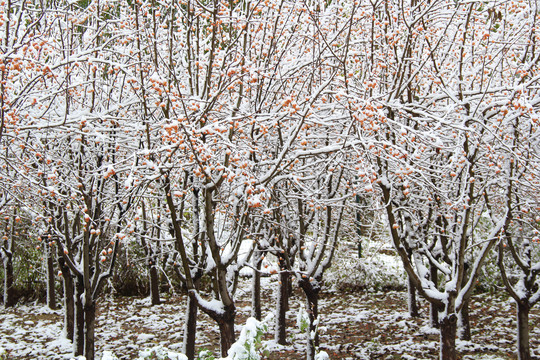 冬天立冬雾凇红果灌木