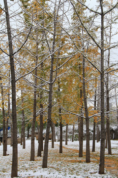 冬天雪景树林