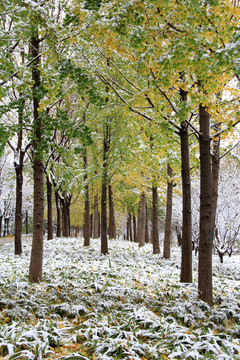 树林银杏树林初冬雪景