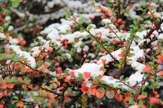 冬天初雪红叶雪景