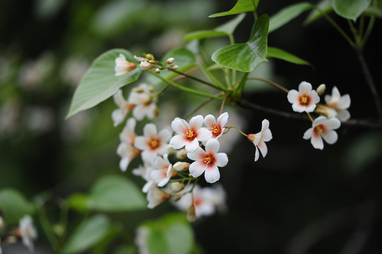 油桐花