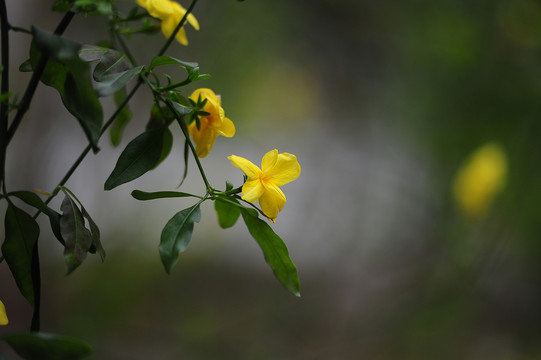 迎春花