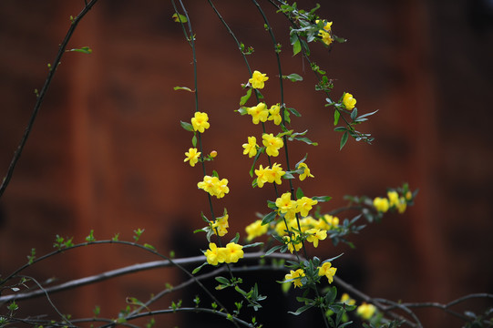 迎春花