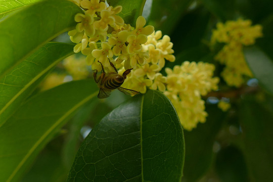 桂花