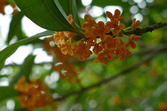 桂花