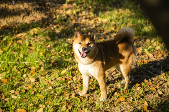 柴犬写真