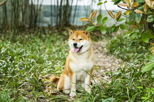 柴犬