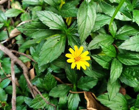 南美蟛蜞菊小黄花