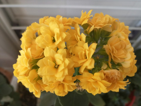 黄花