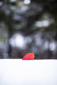 积雪上的红叶