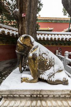 雪中的北京故宫御花园跪象