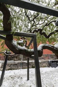 雪中的北京故宫御花园龙爪槐