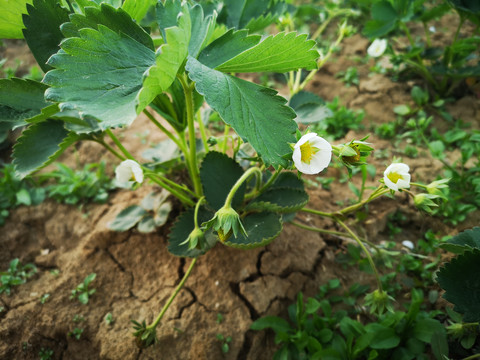 草莓花