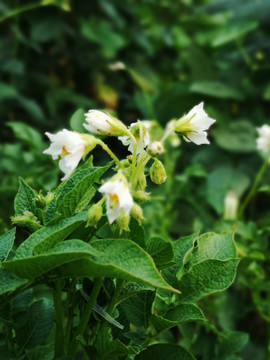 土豆的花